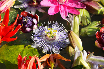 Image showing different colored passionflowers, passion flower, floating on water