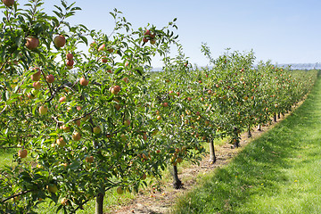 Image showing apple orchard in summer, covered with colorful apples