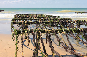 Image showing mussel farming on the coast of opal in the north of France