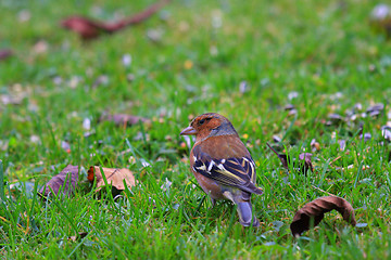 Image showing chaffinch wood with beautiful colors