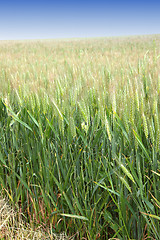 Image showing Green wheat fields in spring