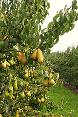 Image showing pear orchard, loaded with pears under the summer sun