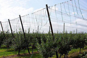 Image showing apple orchard with nets to protect against hail and birds