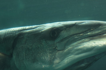 Image showing head of a barracuda in close-up underwater