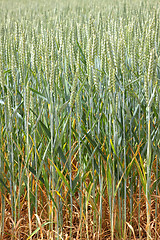 Image showing Green wheat fields in spring