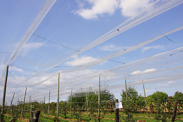 Image showing apple orchard with nets to protect against hail and birds