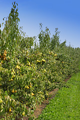 Image showing pear orchard, loaded with pears under the summer sun