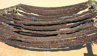 Image showing mussel farming on the coast of opal in the north of France