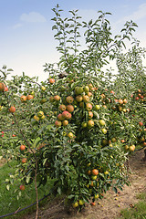 Image showing apple orchard in summer, covered with colorful apples