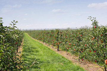 Image showing apple orchard in summer, covered with colorful apples