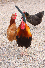 Image showing beautiful colorful rooster in a farmyard in France