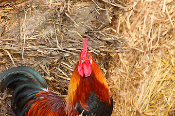 Image showing beautiful colorful rooster in a farmyard in France