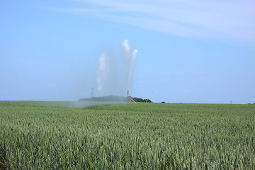 Image showing watering of wheat fields in summer