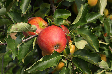 Image showing apple orchard in summer, covered with colorful apples