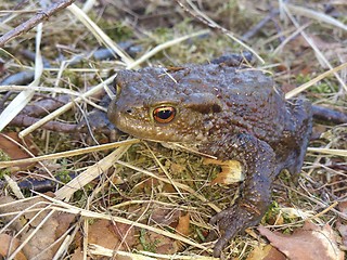 Image showing Toad