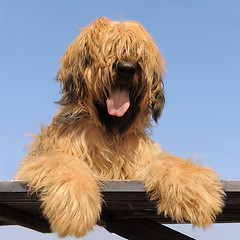 Image showing briard, french shepherd