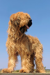 Image showing briard, french shepherd