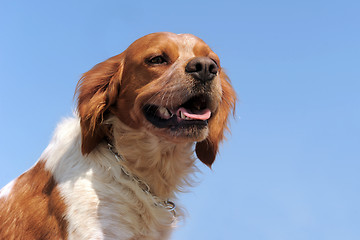 Image showing brittany spaniel