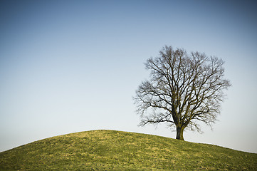 Image showing leafless tree