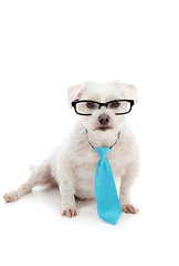 Image showing White dog with serious concentrated look