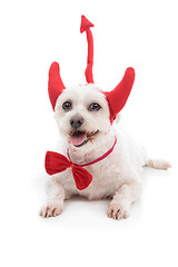 Image showing Devil Dog