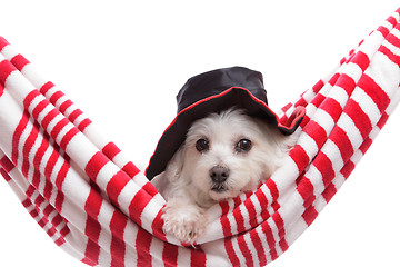 Image showing Adorable puppy wearing a hat