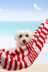 Image showing Cute puppy dog relaxing by the beach