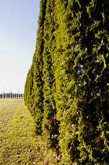 Image showing high thuja bushes meadow. decorative plants alley 