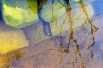 Image showing Reflection of tree branches 