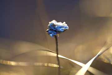 Image showing Thrift flower