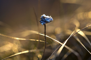 Image showing Thrift flower