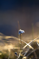 Image showing Thrift flower