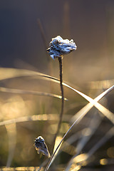 Image showing Thrift flower