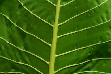 Image showing  leaf