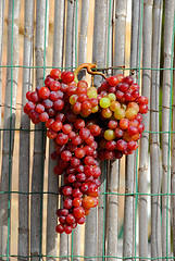 Image showing  grapes   