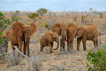 Image showing elephants