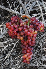 Image showing grapes   