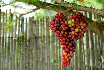 Image showing grapes   