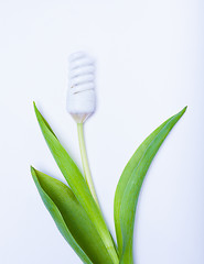 Image showing energy saving lamp a flower