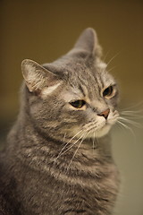 Image showing domestic cat