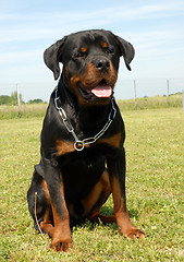 Image showing rottweiler