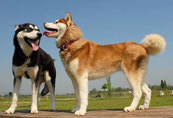 Image showing huskies