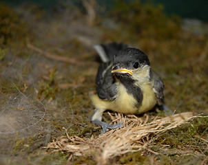 Image showing young coal tit 