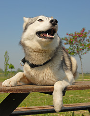 Image showing siberian husky