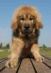 Image showing puppy tibetan mastiff