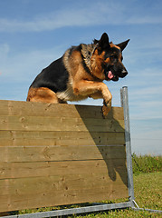 Image showing jumping german shepherd