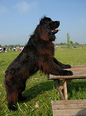 Image showing newfoundland dog
