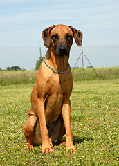 Image showing rhodesian ridgeback