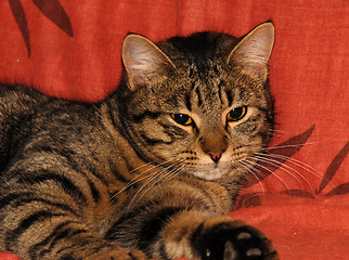 Image showing grey cat on sofa