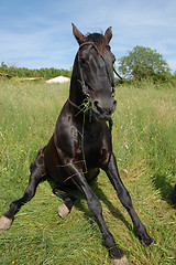 Image showing sitting horse